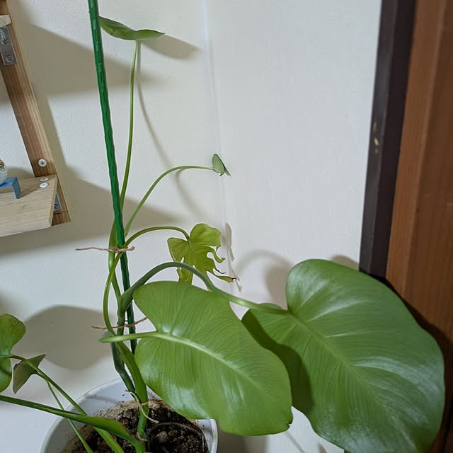 asaさんの部屋