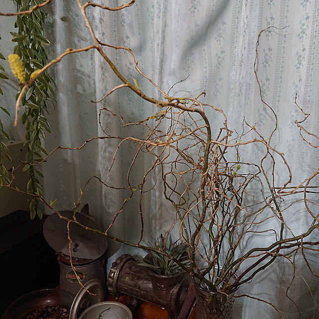tikuwaさんの実例写真