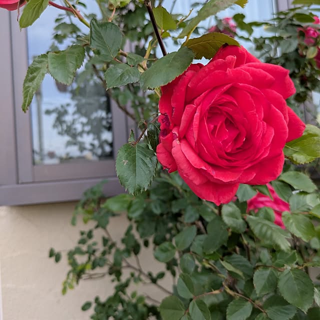 minnieさんの部屋