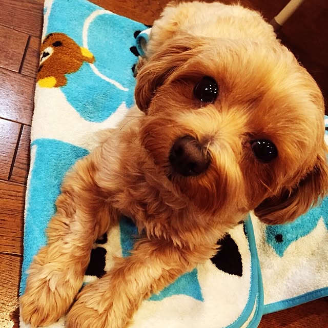 fukuさんの実例写真