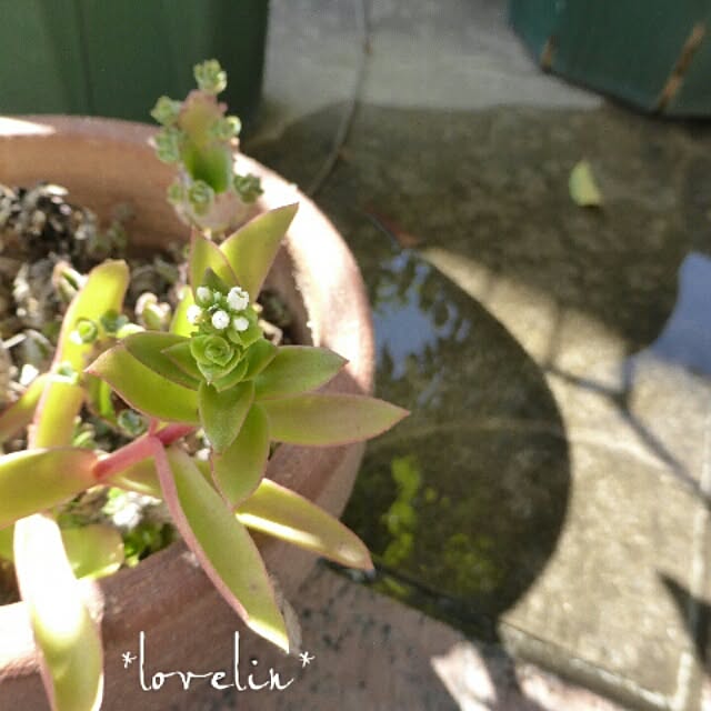 lovelinさんの実例写真
