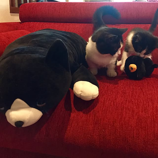 butachanさんの実例写真