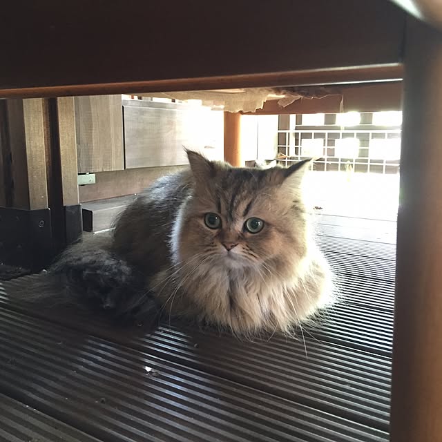 butachanさんの実例写真