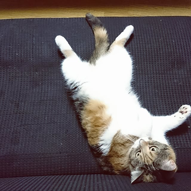 yukieさんの実例写真