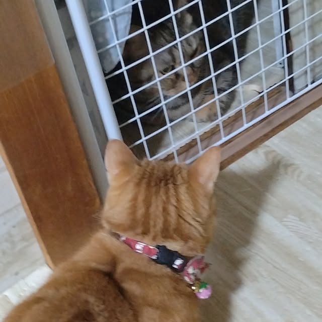 runaさんの部屋