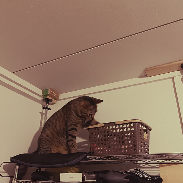 Tomoさんの実例写真