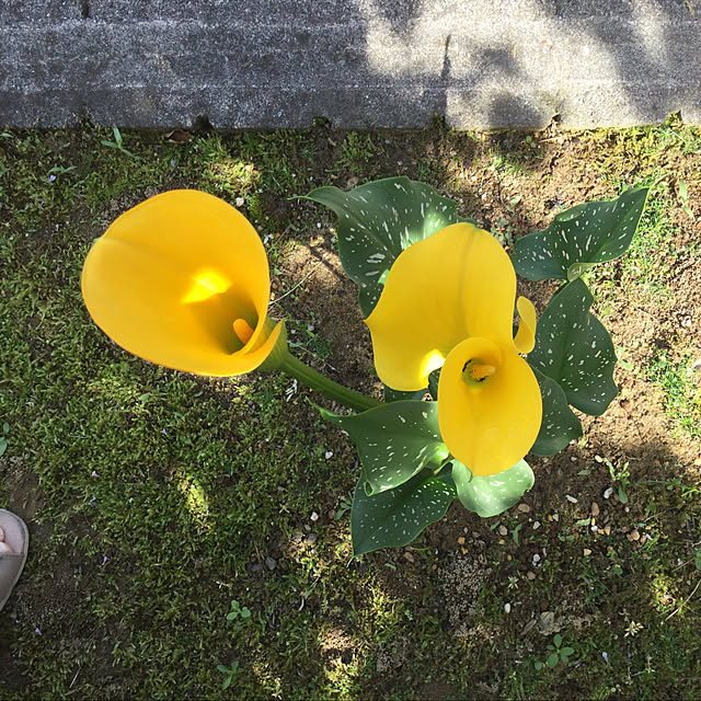 kakoさんの実例写真