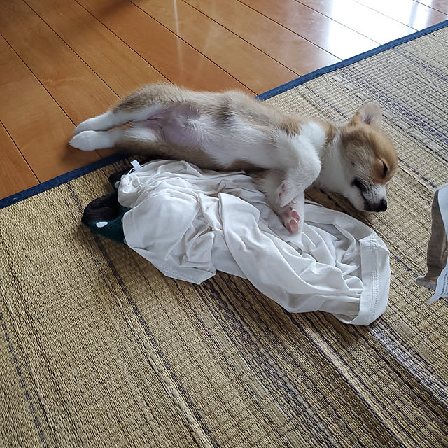 kanaさんの実例写真