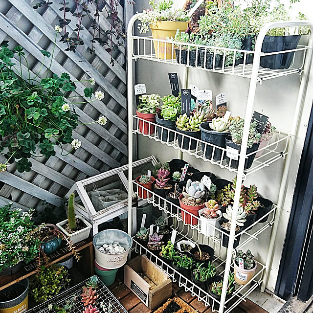 多肉棚 多肉植物増やすぞ!のインテリア実例 | RoomClip 多肉棚 多肉植物増やすぞ!のインテリア実例 | RoomClip