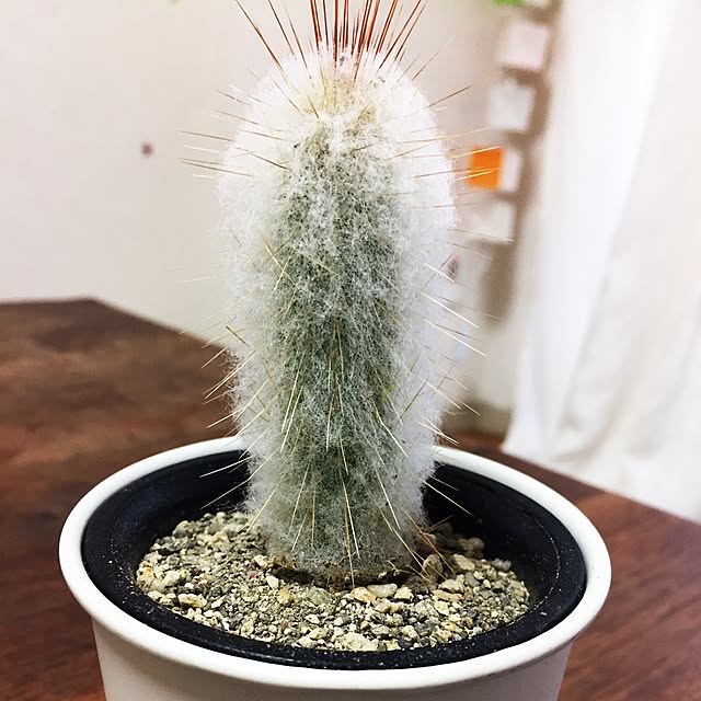 kinariさんの実例写真