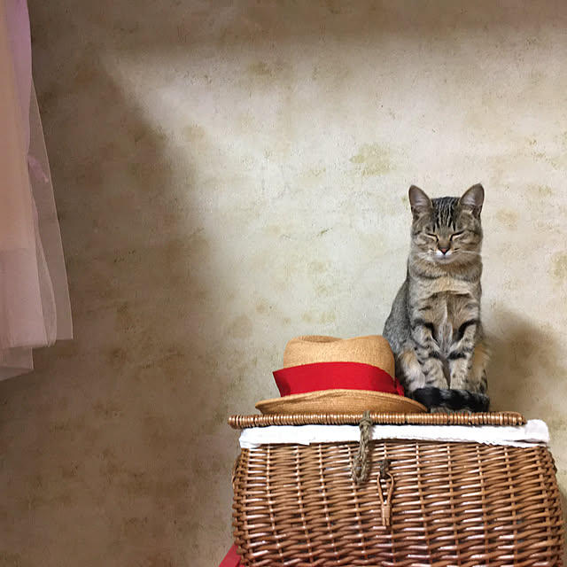 1914catsさんの実例写真