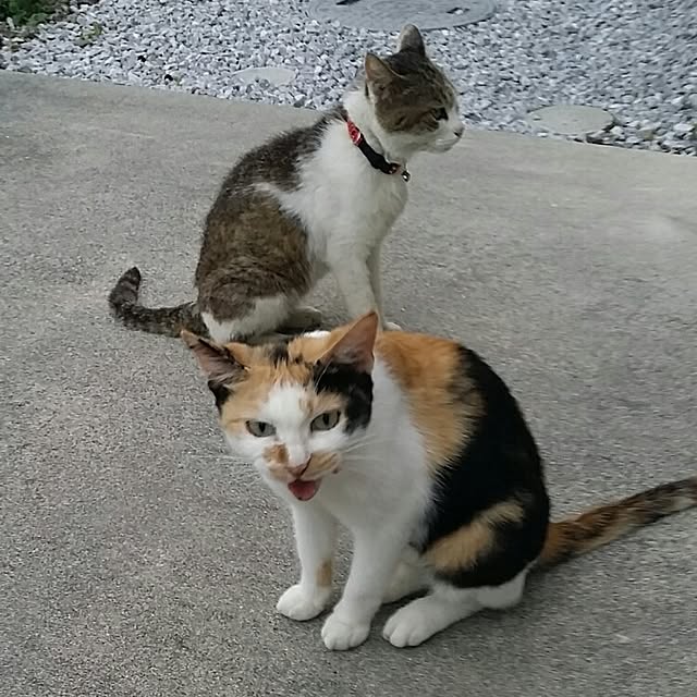 lemoned1126さんの実例写真