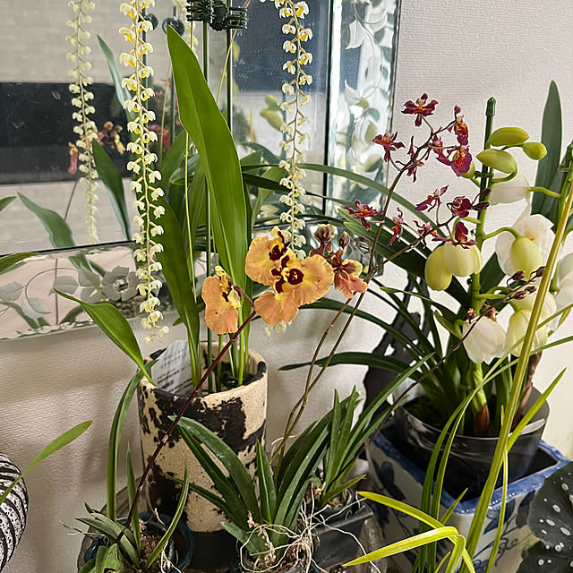 yokko_pawさんの実例写真