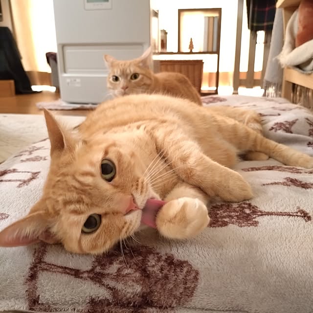 mayutan.さんの実例写真