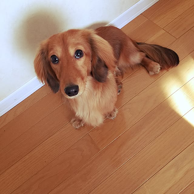 cocoさんの実例写真