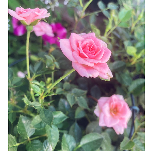 CoCo0617さんの実例写真