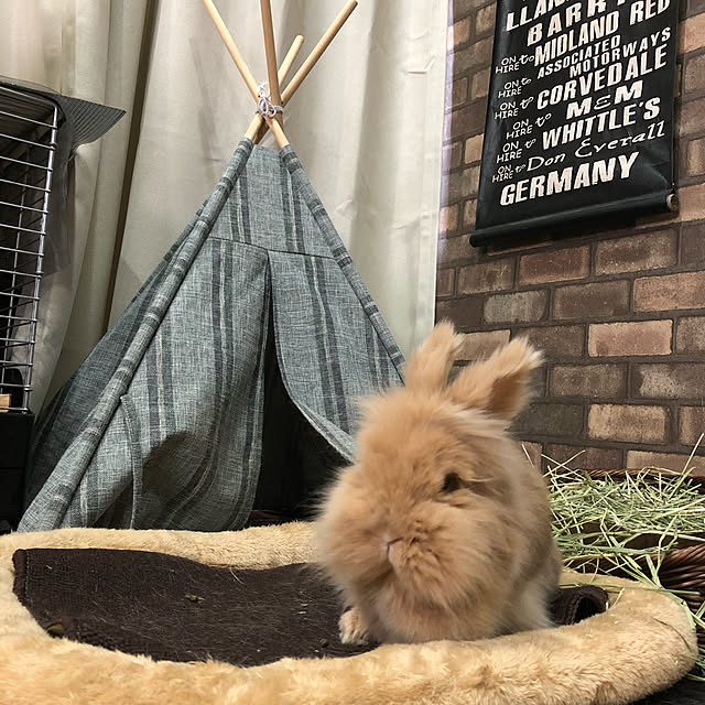 nonさんの実例写真