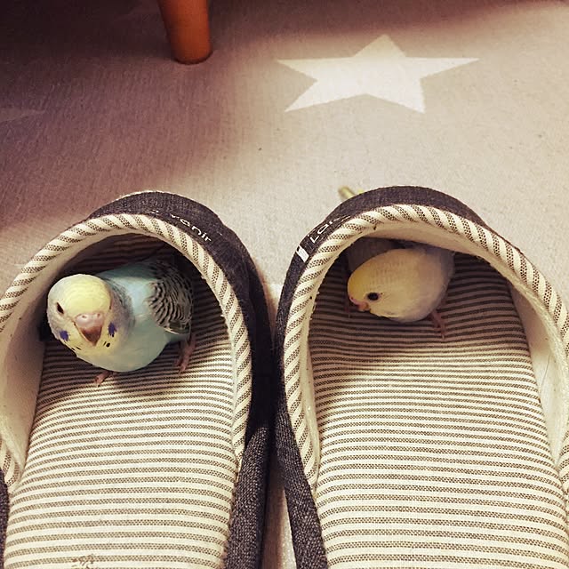 oniyomeさんの実例写真