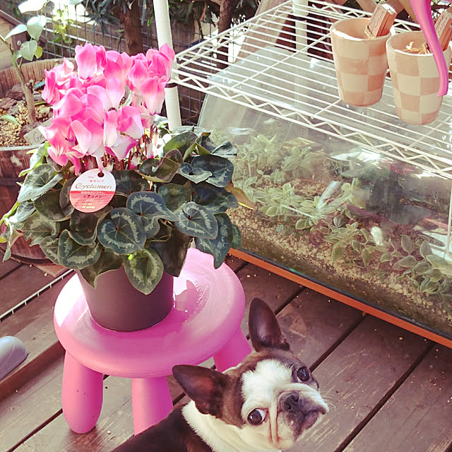 maiさんの実例写真