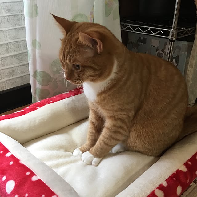 CATさんの実例写真