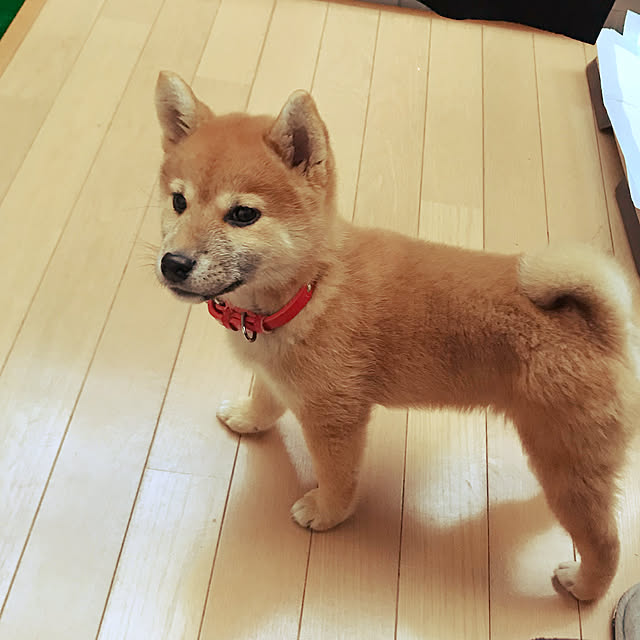 shiotanさんの実例写真
