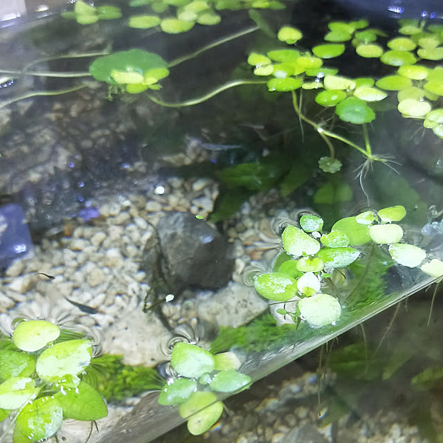 opiopiopiさんの実例写真