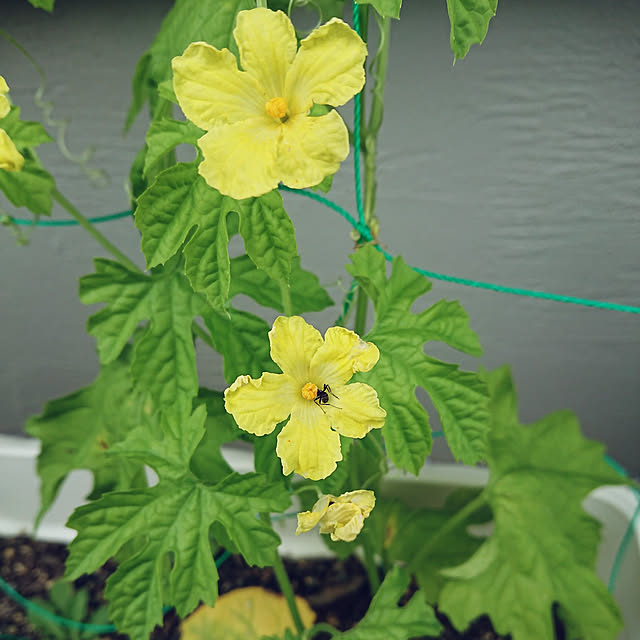 chinaminiさんの実例写真