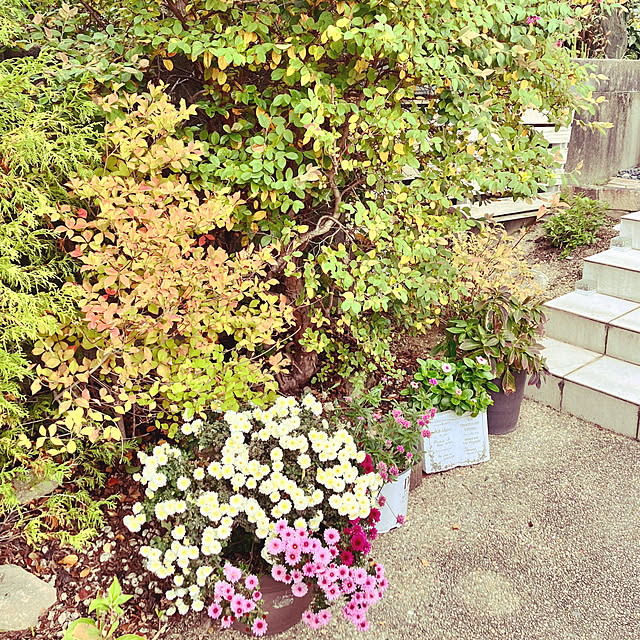 machaさんの実例写真