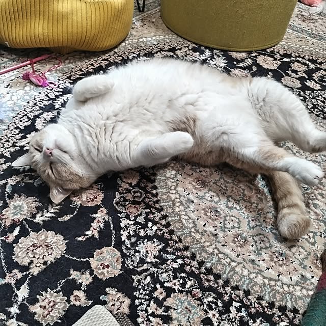 yuuさんの部屋