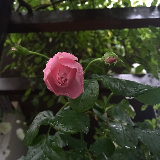 butachanさんの実例写真