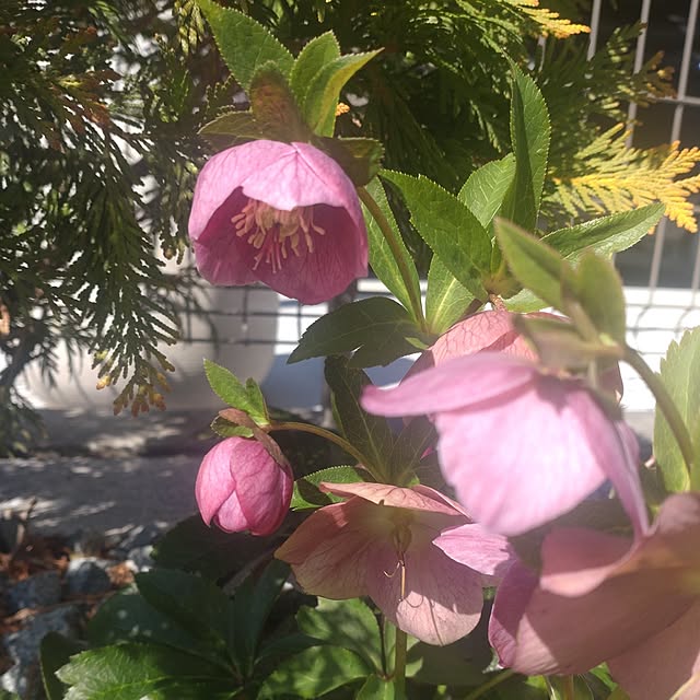 tan5さんの実例写真