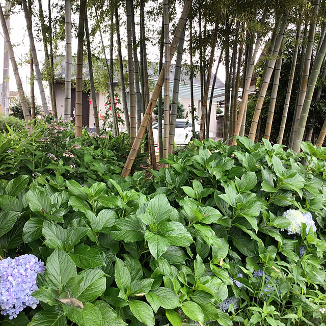houenさんの部屋
