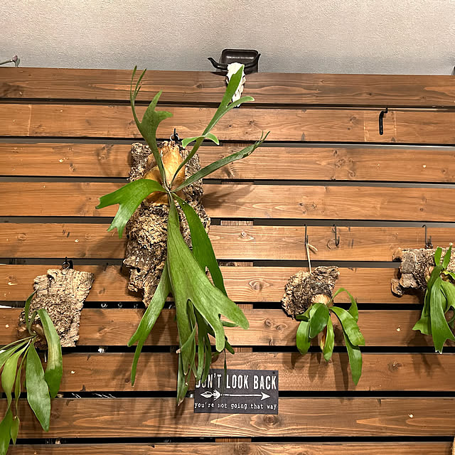 部屋全体/植物/サボテン/DIY/インディアン...などのインテリア実例 - 2025-03-29 21:59:39