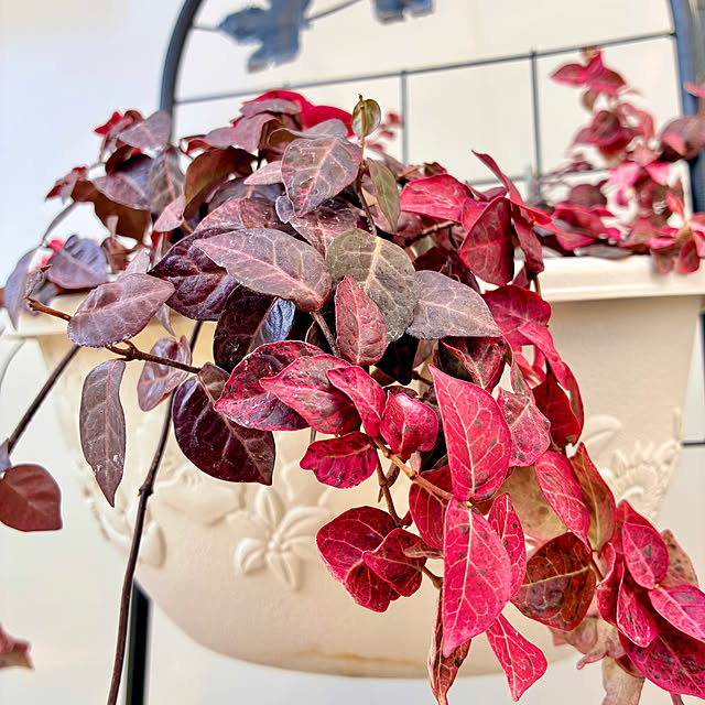 Junさんの実例写真