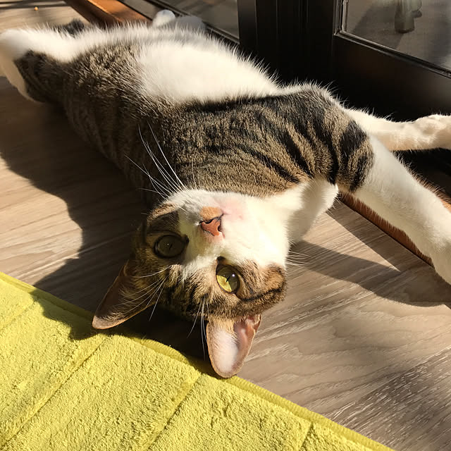 noikoさんの実例写真