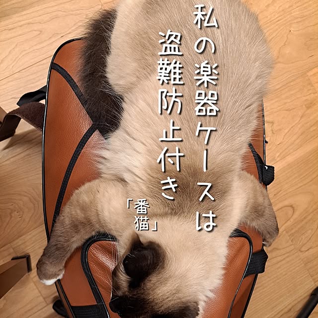 kankanmom_horn_5catsさんの部屋
