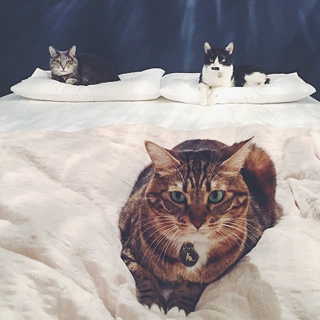 nekosanさんの実例写真