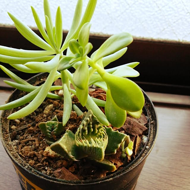 kamechanさんの実例写真
