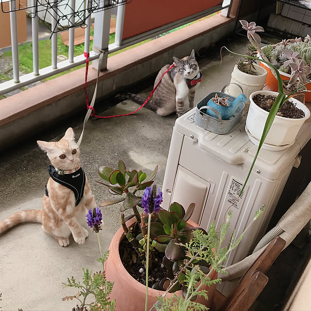 rasuさんの実例写真