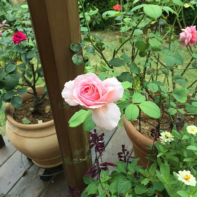 happygardenさんの実例写真