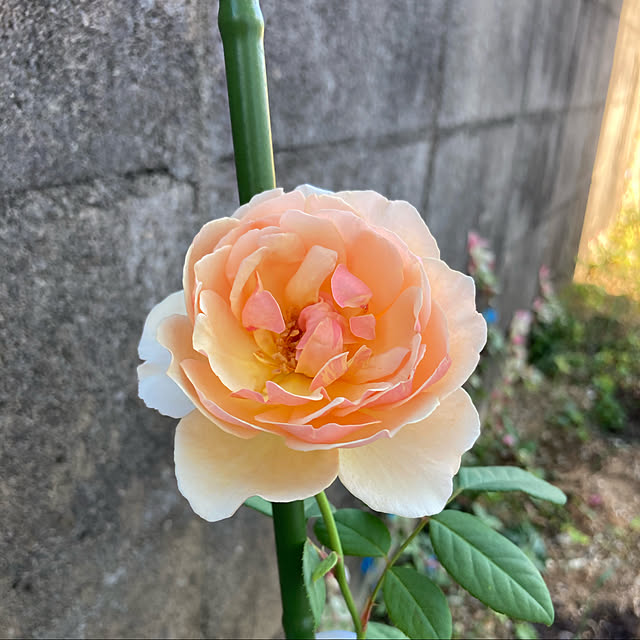 sakuraさんの実例写真