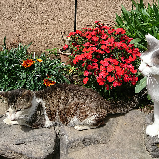 uchizukonyanさんの実例写真