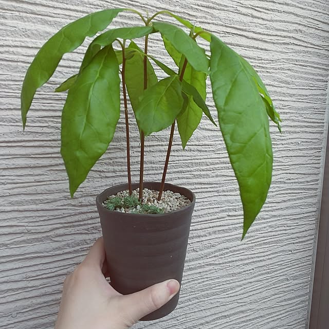 meiさんの部屋