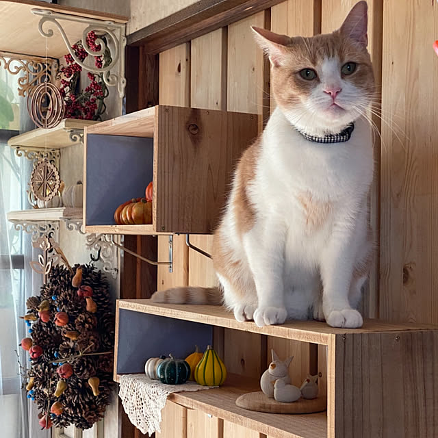 mintteaさんの部屋