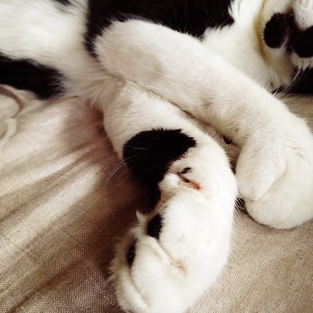 utataneさんの実例写真