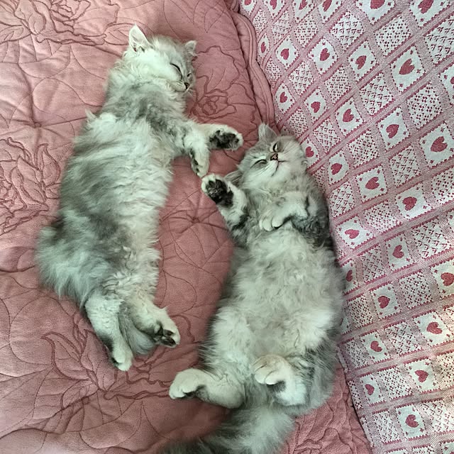 mikittyさんの実例写真