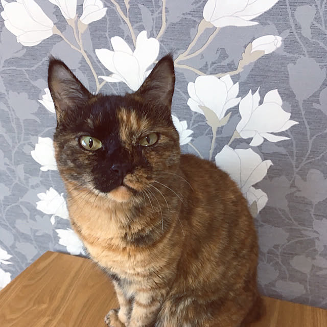 lilyambayさんの実例写真