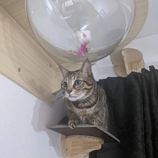momoさんの実例写真