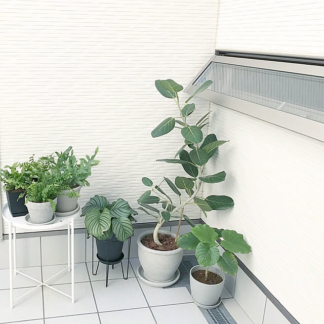 部屋全体/シダ植物/黒い外壁/口の字型のお家/長期優良住宅...などのインテリア実例 - 2018-05-12 13:16:18