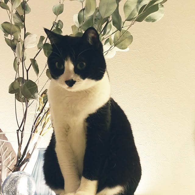 tomoppさんの実例写真